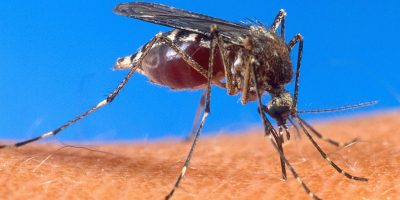 Comment traiter les différents stades du paludisme ?